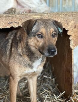 Mirko, sanfte Seele sucht Geborgenheit - Köln