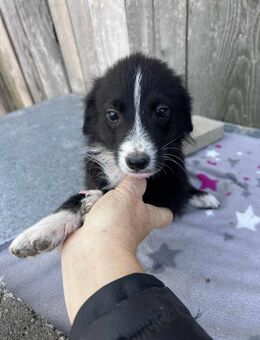 Oliver sucht sein neues Zuhause - Berlin Charlottenburg-Wilmersdorf