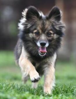 RIA - menschenbezogen, sanft, verspielt - Linden (Hessen)