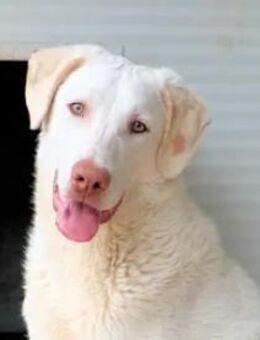 EDDY - so ein toller Hund!!! - Regensburg