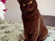 BKH Deckkater in Choclate/Brown - Köln