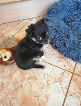 Chihuahuas - Trebur