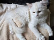 Perser-Maincoon Katerchen - Weitramsdorf