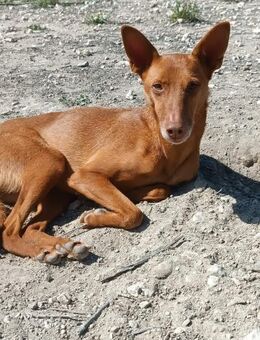 Vivara jetzt so menschenbezogen Alb - Ludwigshafen (Rhein)