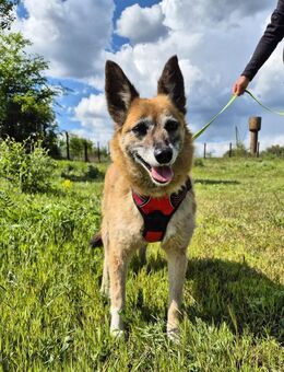 Sanfte Arisha sucht einfühlsames Zuhause - Kleinostheim