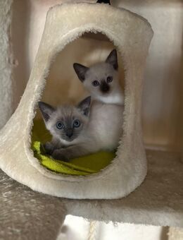 Kitten - Bremen