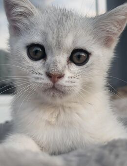 BKH-Mix Kitten, 1 Weibchen (getigert), 1 Männchen (weiß/grau) - Wertheim