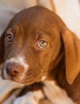 Sunny 💗 aufgewecktes, süßes Welpenmädl - Hamburg