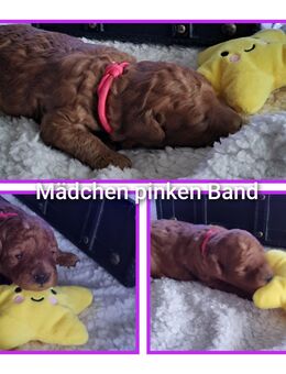 Zwergpudel Welpen in aprikot - Römhild