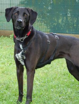 Misty - Mischling - 5 Jahre - Tierhilfe Franken e.V. - Lauf (Pegnitz) Zentrum