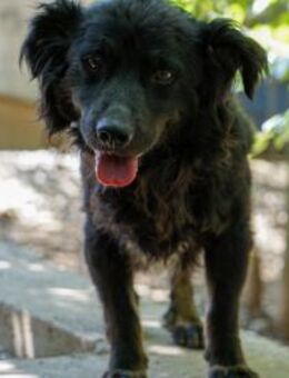 Ralf möchte Tierheim verlassen - Schwabach