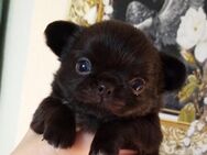 Süßer Chihuahua junge, lang Haar, reinrassig - Hannover Mitte