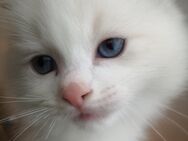 Ragdoll Kitten/noch 2 Jungs frei - Gochsheim