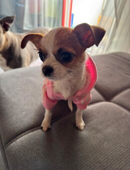Shih Tzu-Pinscher Mix Welpe 9 Monate - Stuttgart