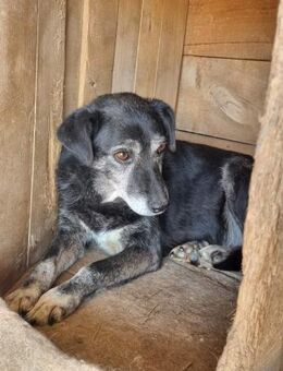 ANASTASIA braucht ein Zuhause - Neuberg