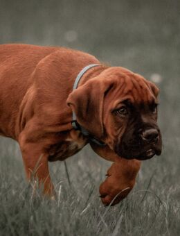 Boxerwelpen - liebenswerte Familienhunde suchen ein Zuhause - Karstädt (Brandenburg)