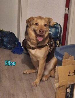 Filou loyal u. anhäglich 04/22 DE - Ruppertsecken