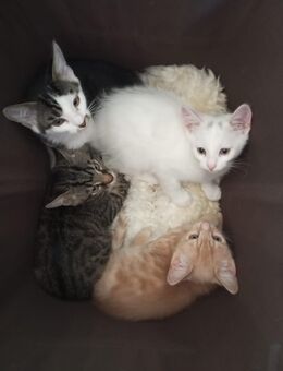 Türkische Angora Mix russische Blau Kitten ab sofort - Dörrebach