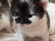 Drei Katzenbabys suchen ein neues Zuhause für ein glückliches Leben an eurer Seite - Aßlar Zentrum