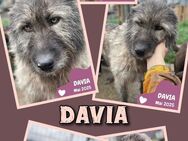 Tolle Davia- sie wartet schon ewig! - Nürnberg