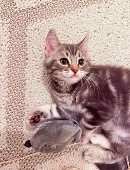 5 süße BKH Kitten zu verkaufen 🐾 - Berlin