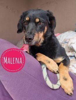 Malena braucht Liebe und Geborgenheit - Flörsheim-Dalsheim