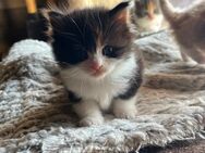 Junge Maine Coon-Ragdollkätzchen abzugeben - Reisbach