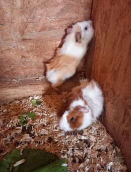 Meerschweinchen Geschwisterpaar Rosetten Bock Sau - Gudow