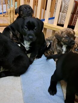 Weimaraner Mischlinge - Gammelin