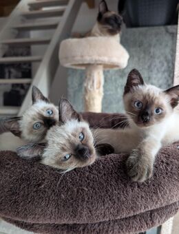 Siam/Ragdoll Kätzchen suchen neues Zuhause - Edewecht