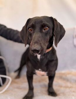 Toto Dackelmix Rüde ca. 3 Jahre alt in H - Reutlingen