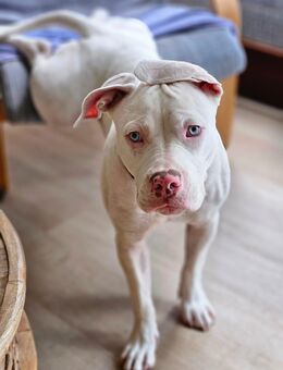 7 Monate alte American Bully / English Bulldog Mischlingshündin - Worpswede