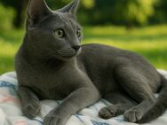 Wunderschöne Russisch Blau Kitten – 1 Mädchen & 1 Junge – Geboren am 29.04.2025 - Böhmfeld