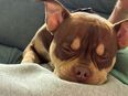 American Bully in 30880