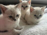 Bkh Kitten suchen ein liebevolles zuhause❤️ - Kirchen (Sieg)