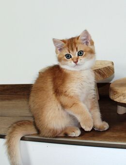 Bkh Kitten Britisch Kurzhaar golden shaded, Katze Kater Junge Mädchen mit Stammbaum - Petersberg (Hessen)