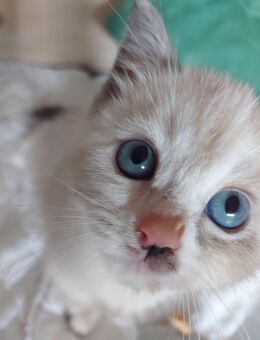BKH mix Ragdoll Mädchen Kitten - Bad Nauheim