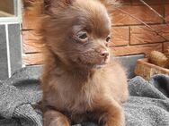 Chihuahua Welpe reinrassig Rüde - Naumburg (Saale)