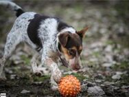 Füli verspielte Teenie-Dame, 8 Monate - Vaterstetten