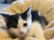 Maine-Coon Mix Kitten Abgabe bereit - Mannheim