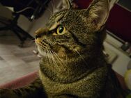 Katze / Kater abzugeben - Steinfurt