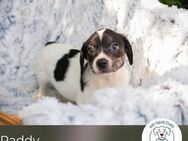 Paddy: Hundekind sucht ein Zuhause - Kirchzell