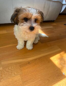 Shih Tzu - Dortmund Westerfilde