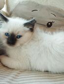 Wunderschöne birma Siam Mix Babys in 47929