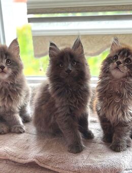Maine Coon Kätzchen suchen ein liebevolles Zuhause - Aldingen