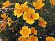 Goldmohn Samen Mohnwiese Steingärten Island Mohnpflanze Mohn gelb (lat. Eschscholzia californica) Mohnblume Samen mehrjaehrig Winterhart bee heimisches Biene garden Geschenk Saatgut Samen Geschenk Freunde Biene Sonne Mohnfeld Frühling - Pfedelbach