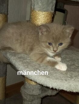 Katze British Kurzhaar Kitten Jungkatze Jungkater ( BTH ) Mix - Stuttgart