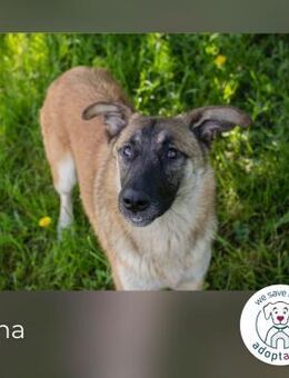Mona: Tollpatsch mit Herz - Kirchzell