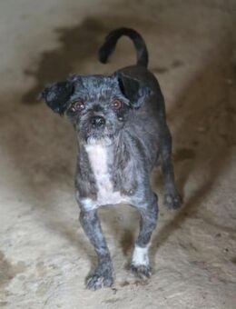 Bella sucht ein liebevolles Zuhause (I) - Ludwigshafen (Rhein)