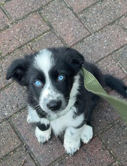 Australian sheppert border Collie mix Welpe - Schwentinental Raisdorf
